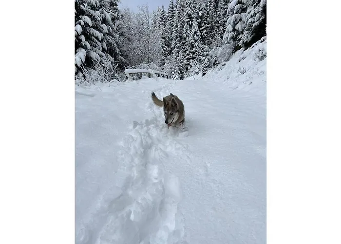 Vakantiehuis Dream View Simonhoehe *